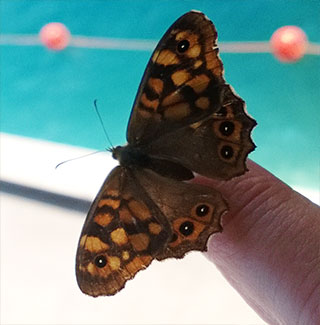 Barbara Jäckli, Zurich, English translation