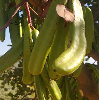 Giuliana Hitz, Wetzikon, Italian culture