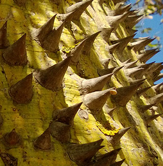 Vito Petruzzello, Uster, Sicilian native speaker